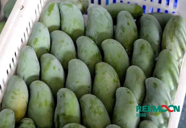 田東芒果是著名的熱帶水果，具有“熱帶果王”之美稱(chēng)，田東縣土地肥沃、光熱充足、雨熱同季,是芒果栽培適宜的地區(qū)。田東縣百冠品牌的百色芒果，是廣西的著名商標(biāo)。百色市百冠芒果生態(tài)谷種植面積達(dá)2.1萬(wàn)畝，芒果產(chǎn)量大，隨著我國(guó)經(jīng)濟(jì)形勢(shì)越來(lái)越好，人工費(fèi)用逐年增加以及當(dāng)?shù)貏趧?dòng)力日漸短缺，芒果采后處理問(wèn)題越來(lái)越突出，依靠