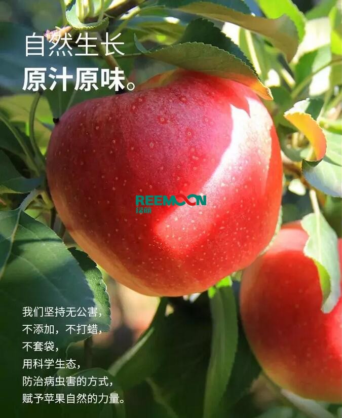 昭通蘋(píng)果：依靠短根莖種植和數(shù)字分揀技術(shù)帶動(dòng)蘋(píng)果產(chǎn)業(yè)標(biāo)準(zhǔn)化在推動(dòng)蘋(píng)果產(chǎn)業(yè)發(fā)展的過(guò)程中，昭通始終把加強(qiáng)企業(yè)領(lǐng)導(dǎo)力作為一個(gè)有力的切入點(diǎn)。為此，引進(jìn)陜西海生、SDIC中路、一寶、華師天農(nóng)等30多家企業(yè)，打造冷鏈物流市場(chǎng)，對(duì)蘋(píng)果進(jìn)行深加工，建立物聯(lián)網(wǎng)和大數(shù)據(jù)聯(lián)合應(yīng)用平臺(tái)，追蹤蘋(píng)果生產(chǎn)全過(guò)程。已成為華南地區(qū)最