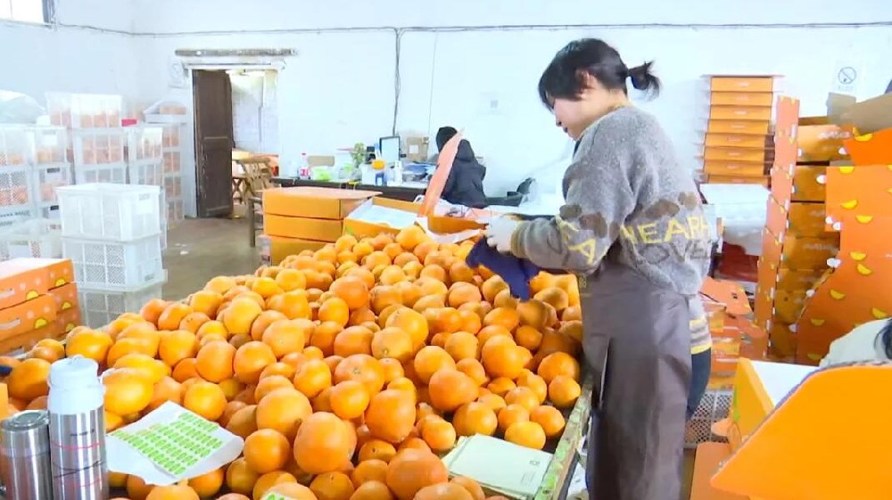 水果分選，提高效益！浙江溫嶺建成首條水果無損檢測分級流水線 眼下正是柑橘名果“紅美人”大批量上市期。這幾日，東浦農(nóng)業(yè)開發(fā)有限公司東浦現(xiàn)代農(nóng)業(yè)產(chǎn)品中心正在調(diào)試我市首條水果無損檢測分級流水線。該流水線不僅能區(qū)分果實大小、輕重，還能通過激光、紅外光譜，分辨出果實有無擦傷等瑕疵