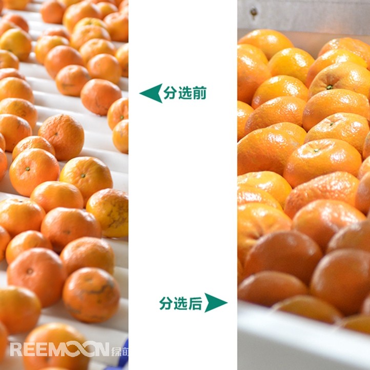 桂林興安引入綠萌沃柑智能分選線，給沃柑“做CT”，實現(xiàn)自動化、智能化分揀，讓效率翻一番、效益翻一番。嚴格把控沃柑品質(zhì)，持續(xù)為消費者輸送質(zhì)量穩(wěn)定的成品。
