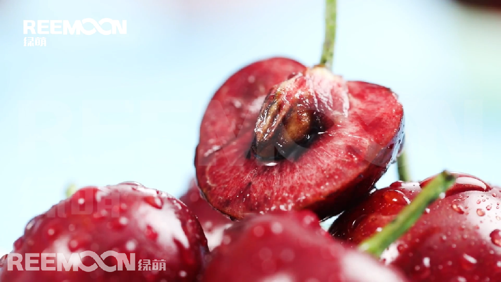 據(jù)新華社智利圣地亞哥3月24日電，智利水果生產(chǎn)商協(xié)會24日發(fā)布數(shù)據(jù)顯示，在剛剛結(jié)束的2020年至2021年櫻桃出口季中，智利櫻桃出口超過35萬噸，同比增長54.4%，其中對華出口超過32萬噸，同比增長55%。 在智利水果生產(chǎn)商協(xié)會24日舉行的櫻桃出口情況在線分析會上，鮮果出口行業(yè)分析師貢薩洛·薩利納斯表示，由于種植面積連年增加