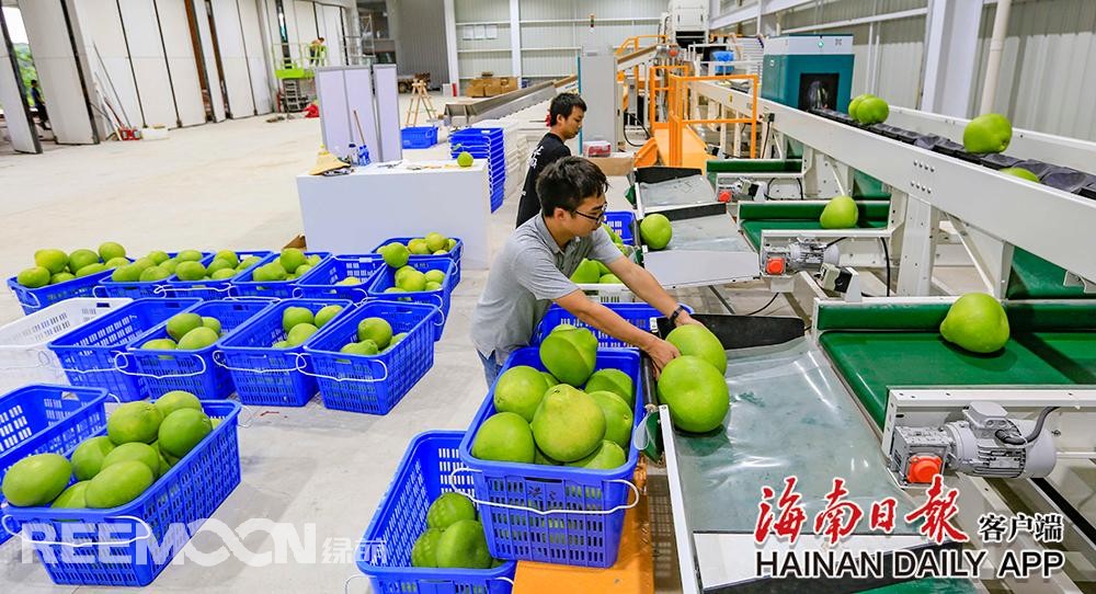 據(jù)海南日?qǐng)?bào)客戶端｜記者陳元才通訊員王家專 攝影報(bào)道 視頻剪輯 吳文惠在澄邁山口青柚基地，工作人員正在護(hù)理枝頭上的柚子，該基地的柚子即將上市。海南日?qǐng)?bào)記者 陳元才 攝8月13日，在澄邁山口青柚基地和“柚子夫婦”青柚基地，工作人員有的采摘青柚果打包上市，有的忙著護(hù)理枝頭上的柚子，為上市做準(zhǔn)備，忙得不亦樂乎