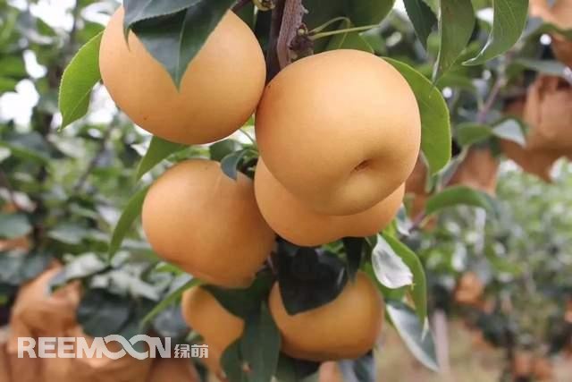 蘋果和梨作為我國(guó)的傳統(tǒng)水果，其種植面積一直很大，前者產(chǎn)量為4000多萬(wàn)噸，后者產(chǎn)量近2000萬(wàn)噸。只不過近年來它們的命運(yùn)并不是太好，價(jià)格迎來了持續(xù)低迷。就拿蘋果來說，今年年初至今一直低迷不振，庫(kù)存蘋果5月份時(shí)已跌至5毛左右，6月份時(shí)跌到2-3毛一斤，8月份時(shí)更是以1-2毛賤價(jià)賣給榨汁廠。而受庫(kù)存蘋果的爛市，早熟蘋果價(jià)