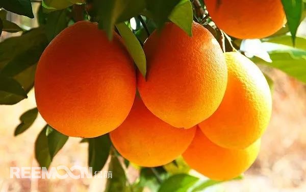 定了！定了！定了！2021年贛南臍橙開摘時(shí)間確定11月1日贛南臍橙正式開摘！!10月9日，小編從贛州市贛南臍橙協(xié)會五屆二次理事會上獲悉，根據(jù)贛州市果業(yè)發(fā)展中心對全市贛南臍橙采樣檢測結(jié)果以及氣象部門氣候預(yù)測等因素的綜合分析，經(jīng)充分討論并表決通過，確定2021年贛南臍橙開始采摘時(shí)間為11月1日。想念了一年的贛
