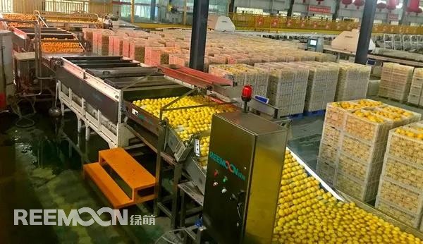 新一季的檸檬于九月中旬上市，采摘季將持續(xù)到十二月底結(jié)束。今年檸檬的品質(zhì)比往年更好，但產(chǎn)量較降低了近40%。王國龍是重慶匯達(dá)檸檬科技集團(tuán)有限公司的銷售經(jīng)理，他首先介紹了產(chǎn)地方面的情況，“一方面，受低溫霜凍和春旱天氣影響，部分果樹被凍。另一方面，疫情之下，一些基地的管理水平跟不上，這也導(dǎo)致本季產(chǎn)量有所降低。