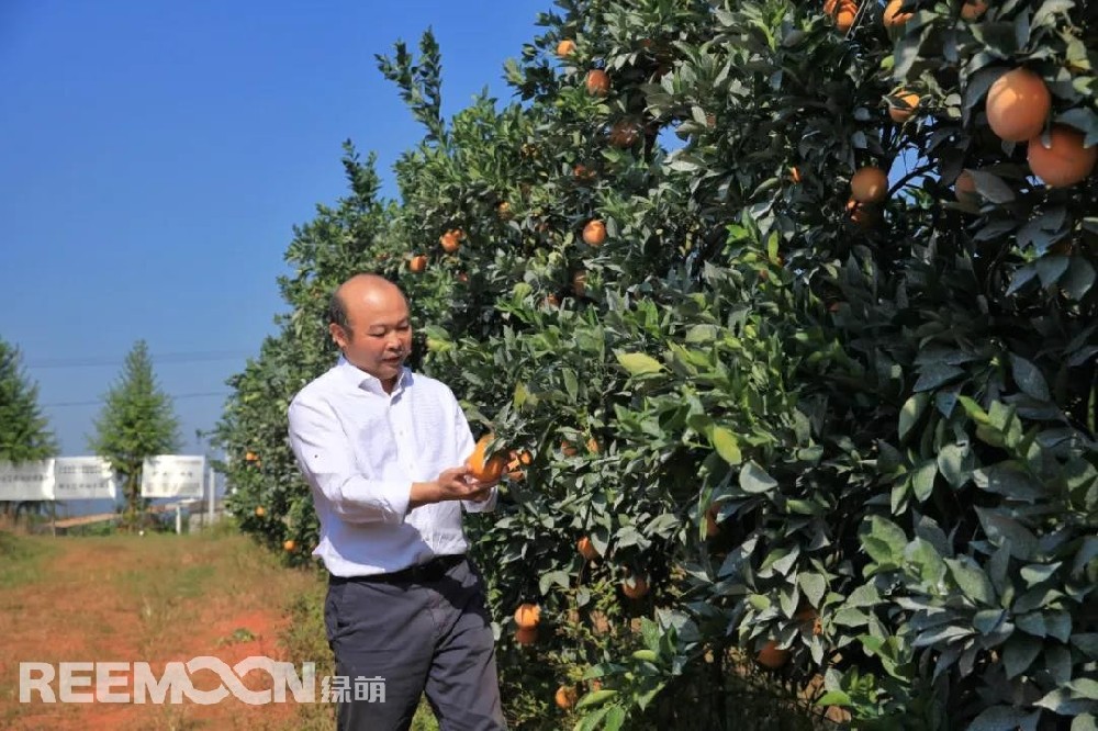 江西綠萌科技控股有限公司董事長朱壹我是第3次造訪綠萌位于江西省信豐縣大阿鎮(zhèn)的現(xiàn)代農(nóng)業(yè)科技示范基地。與前幾次來的時間不同，這趟過來恰逢果實成熟期。我們品嘗了幾個品種，口感都非常好。尤其是我最愛的“雞尾葡萄柚”，糖度普遍在13%以上，風(fēng)味令人記憶深刻?！艾F(xiàn)在除了臍橙和‘雞尾葡萄柚’，還有其他適合的品種