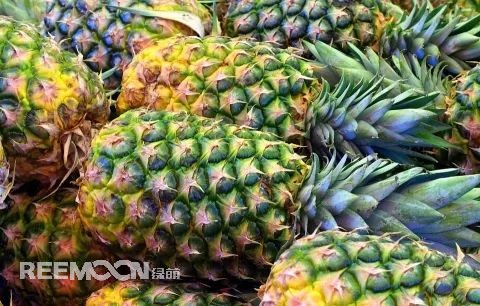即將到來的3-5月是菠蘿大量成熟的季節(jié)，但是本月中旬已有幾十家采購商應(yīng)邀前往徐聞考察，帶動起一波菠蘿采購潮。2月12日，徐聞縣向全球采購商發(fā)出《來自“菠蘿的?！钡男拧芬l(fā)熱烈反響。十多家境內(nèi)外媒體紛紛轉(zhuǎn)發(fā)點(diǎn)贊，不少外地采購商“搶鮮”登門。短短3天時間，已經(jīng)有來自遼寧、山東、山西、陜西、四川、河南、上海等地的