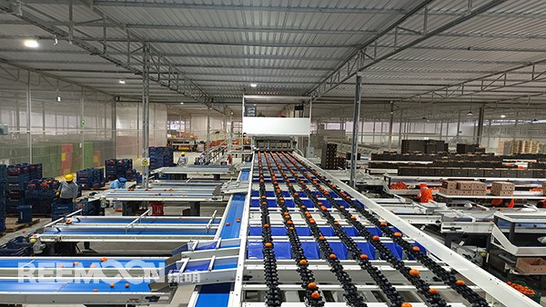 秋意漸濃, 橘香四溢。秘魯最大的冷庫制造商Friopacking投資新建的加工廠里熱鬧不凡，綠萌Fruscan S7柑橘分選設備正火力全開。據(jù)悉，F(xiàn)riopacking投資的公司Packing del Carmen主要加工柑橘和牛油果。與綠萌的結(jié)緣也是得益于南非與智利客戶的大力推薦。在經(jīng)過與多家分選設備生產(chǎn)商比對以及與綠萌工程師溝通后，Packing del Ca