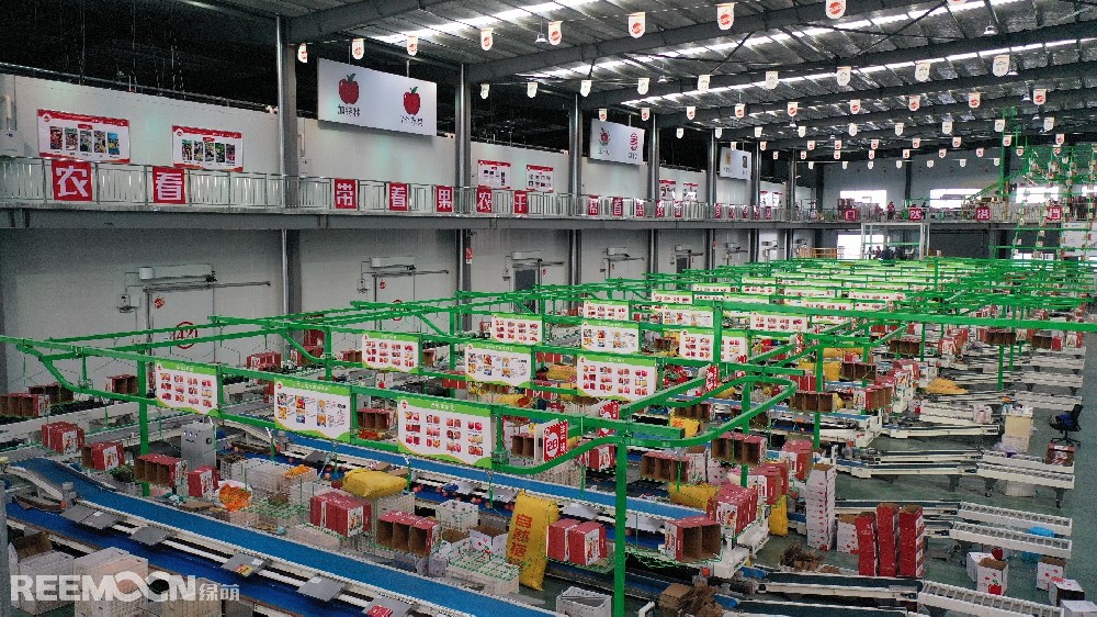 6月11日，走進(jìn)洛川縣蘋果現(xiàn)代產(chǎn)業(yè)園區(qū)，在延安自然搭檔農(nóng)業(yè)發(fā)展有限公司智能分選車間，機(jī)械轟鳴，人頭攢動(dòng)，幾十名工人有條不紊地在分選線上忙碌著。一個(gè)個(gè)色澤紅潤(rùn)、大小勻稱的蘋果，正通過(guò)圓形硅膠托盤運(yùn)上智能選果線，經(jīng)過(guò)檢測(cè)通道依次歸位，按照重量、甜度等被分成數(shù)個(gè)等級(jí)。工人們麻利地把分級(jí)后蘋果擺放至果箱內(nèi)，進(jìn)行