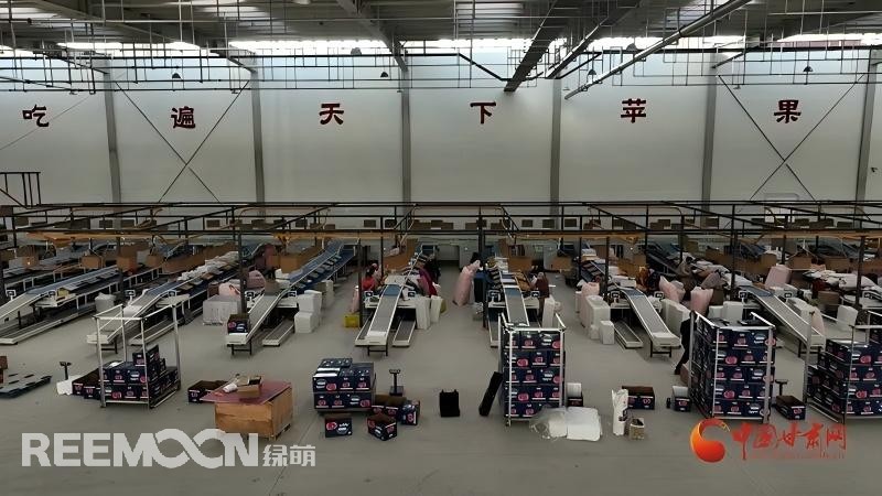 “這個(gè)綠萌‘呵福式’智能四通道一體自動(dòng)化分揀包裝生產(chǎn)線剛安裝上就投入使用，高效便捷。幫我們完成對尼泊爾出口的300噸蘋果分揀包裝。”靜寧蘋果產(chǎn)地冷鏈物流園運(yùn)營團(tuán)隊(duì)負(fù)責(zé)人孫杰錕在剛剛建成投入使用的分選車間邊忙向記者解說。“目前就分揀車間創(chuàng)造就業(yè)崗位三百多個(gè)，其中包裝工約300人、檢果工50人、裝卸工20人，為周